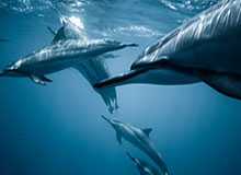 新疆男篮冯傲日常训练动态：底角连中5记三分球